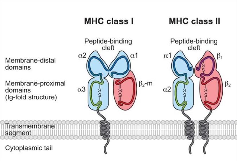 MHC molecules and associated peptides.