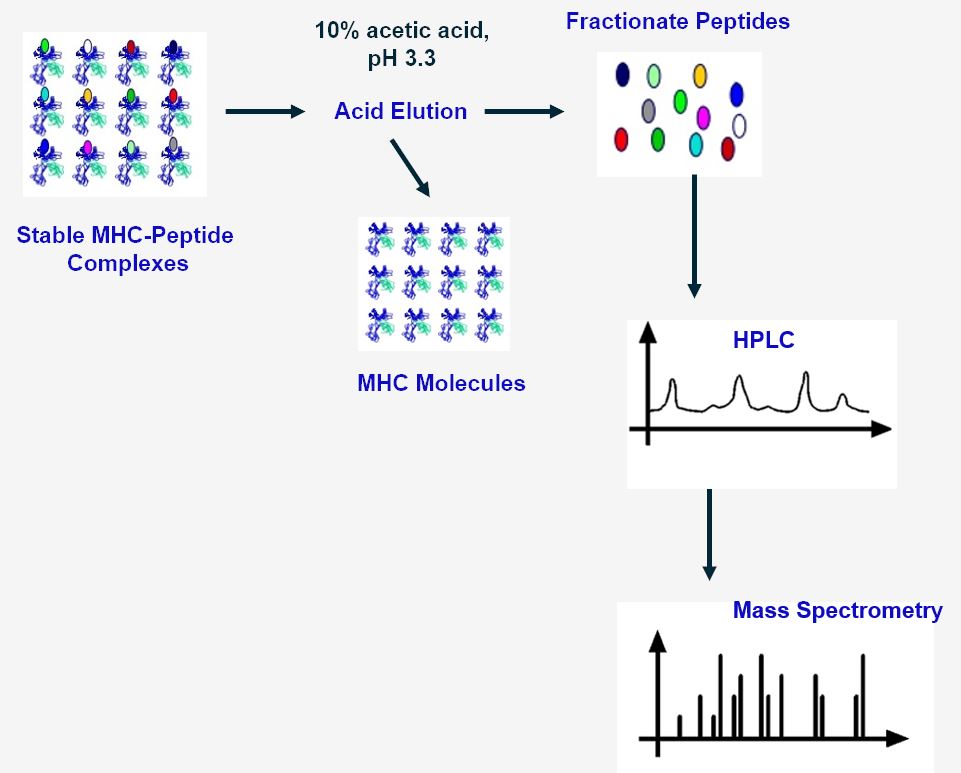 Workflow of MHC-associated peptides isolation by acid elution at Creative Biolabs.(Creative Biolabs Original)