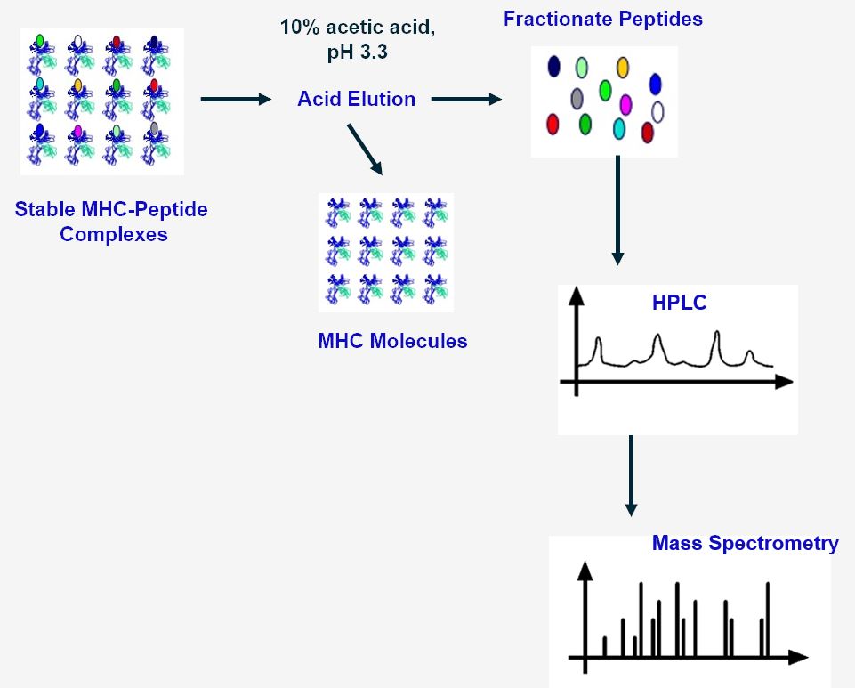 Workflow of MHC-associated peptides isolation by acid elution at Creative Biolabs.