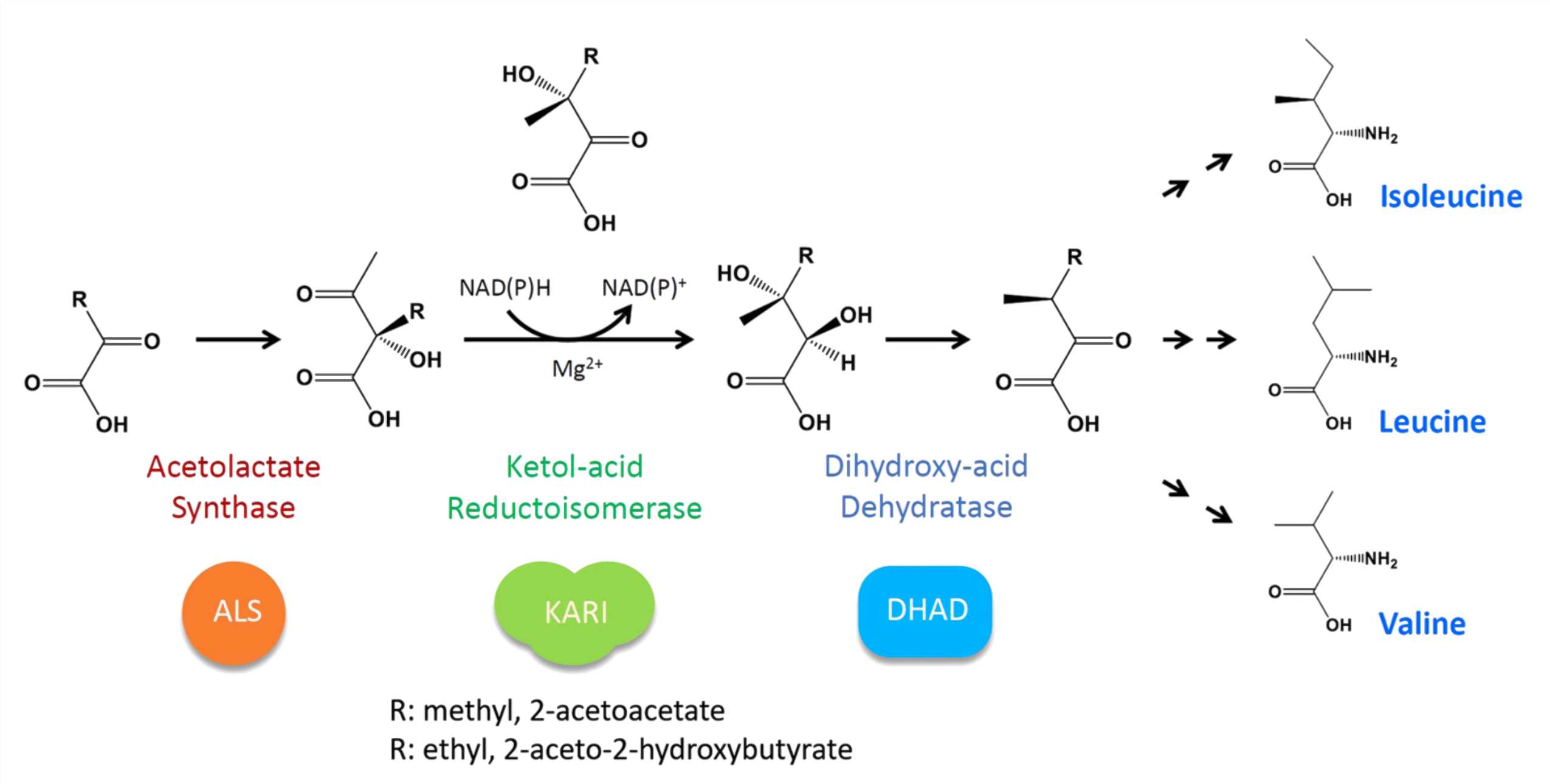 Biosynthetic pathways for branched-chain amino acids catalyzed by KARI.