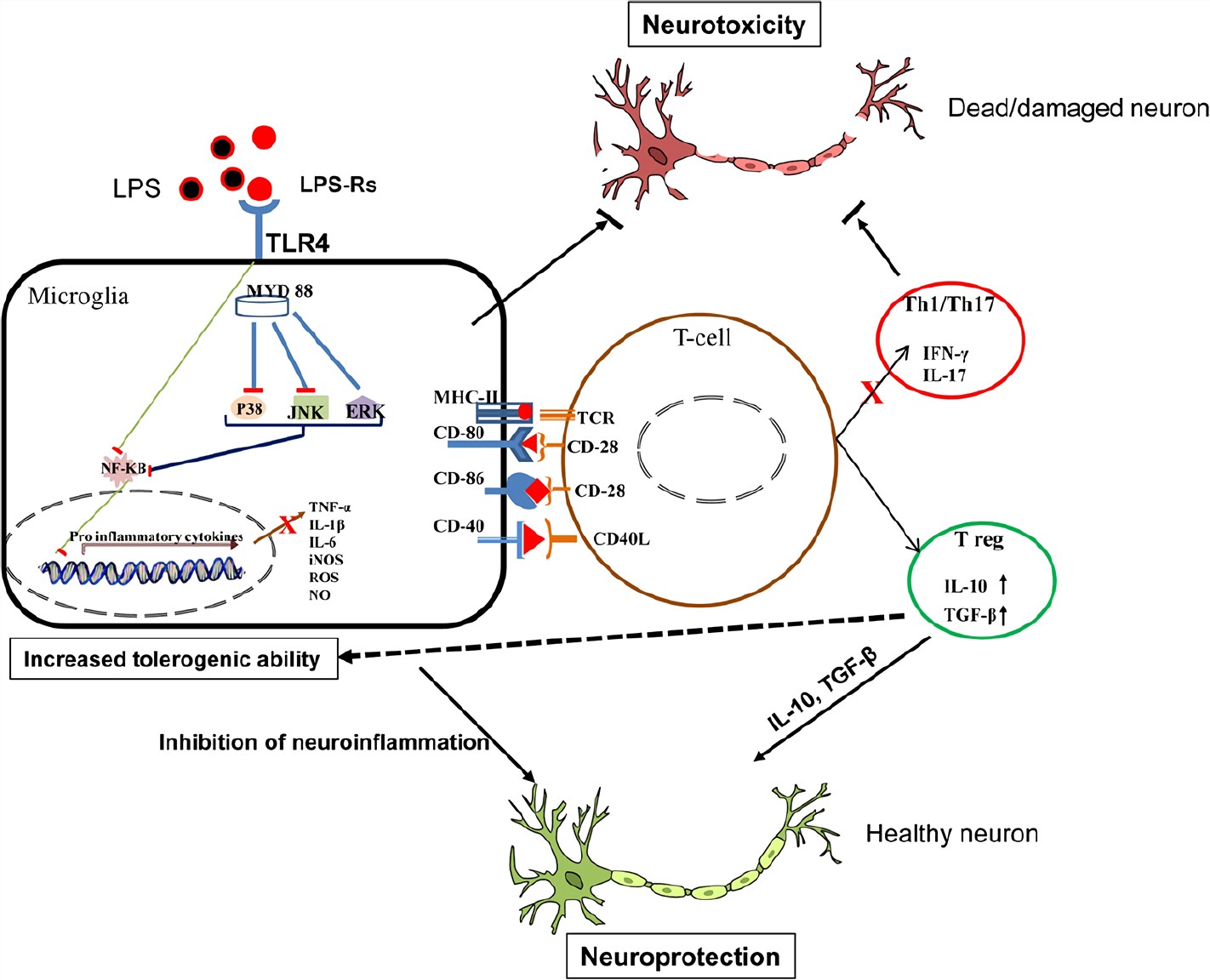 LPS-Induced Neuroinflammation Model