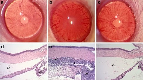 LPS-induced Uveitis Model