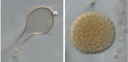 L. corymbifera apophysis (left) and sporangium (right).