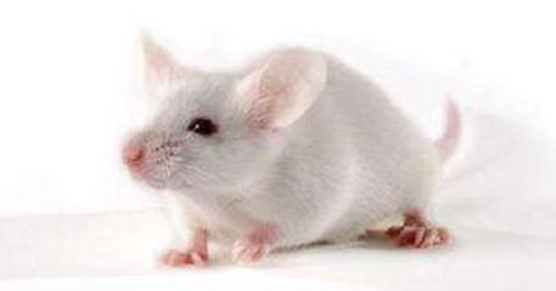 MHC I (HLA-A2) Transgenic Mice