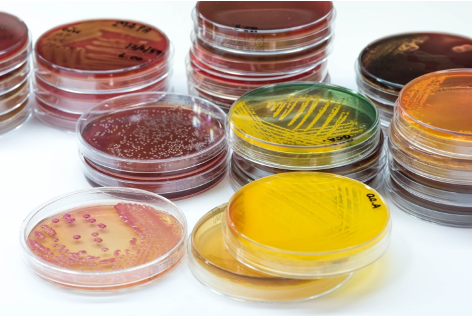 Microbiology plates