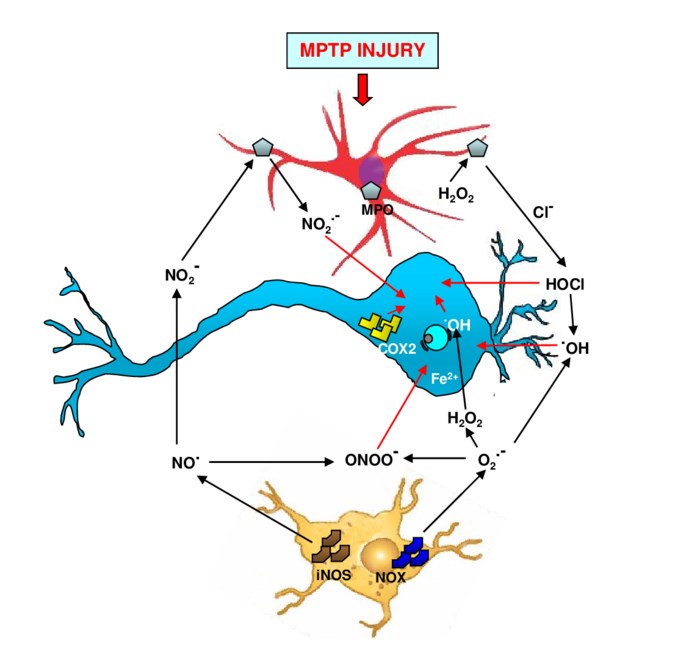 Fig. 1 Reactive astrocytes are key players in nigrostriatal dopaminergic neurorepair in MPTP mouse model of PD. (Bianca et al. 2013)