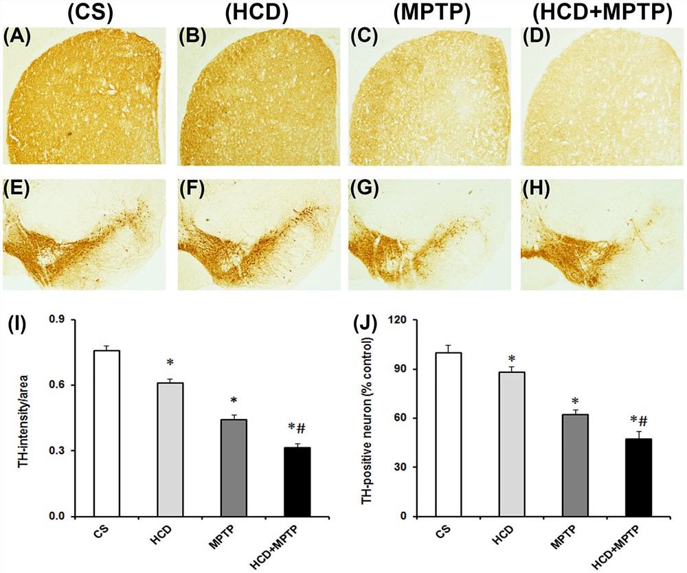 Fig.1 Effects of hypercholesterolemia on tyrosine hydroxylase (TH)-immunoreactivity in striatum (NCP) and TH-positive nigral (SN) neurons in MPTP-treated mice. CS, control; HCD, high cholesterol diet. (Paul et al. 2017)