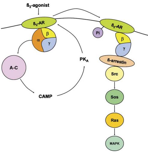 Fig. 1 Intracellular signaling pathways for the β2-adrenoceptor. (Johnson, 2006)