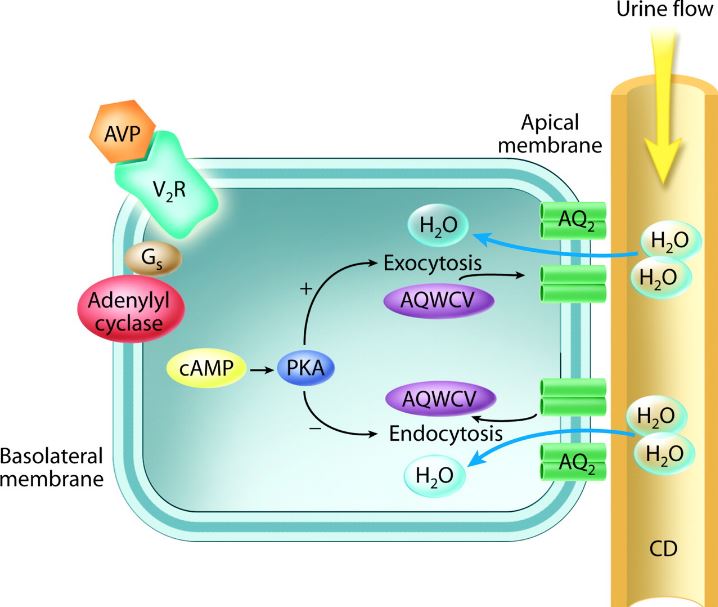 Fig. 1 Vasopressin V2 receptor activation. (Finley IV, Marvin & James, 2008)