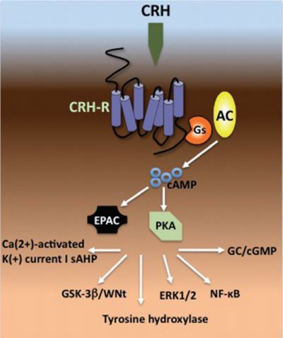 Fig. 1 CRH-R signaling pathway. (Grammatopoulos, 2012)