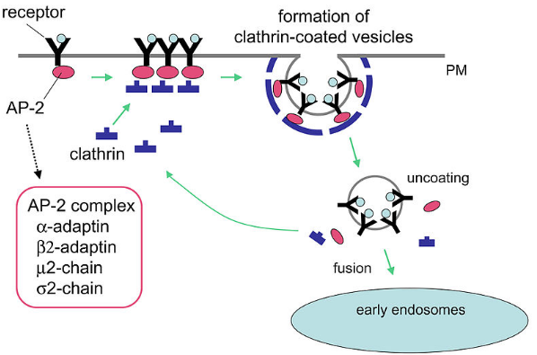 Fig. 1 Mechanism of clathrin-dependent endocytosis. (Grant & Miyuki, 2006)