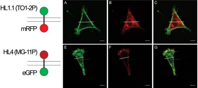 Fig. 2 Fluorescence images of dumbbell constructs in NIH 3T3 cells. (Holleran, et al., 2010)