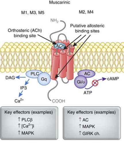 Fig. 1 The structure and signaling pathways of muscarinic acetylcholine receptors. (Jones, Nellie & Michael, 2012)