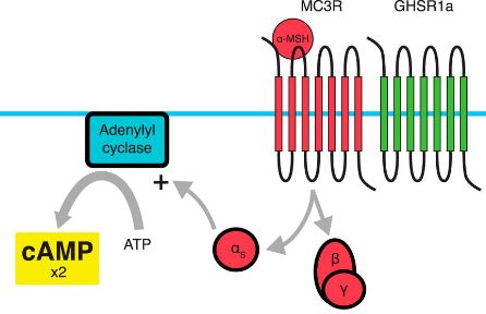 Fig. 1 Melanocortin signaling pathway. (Wellman & Alfonso, 2015)