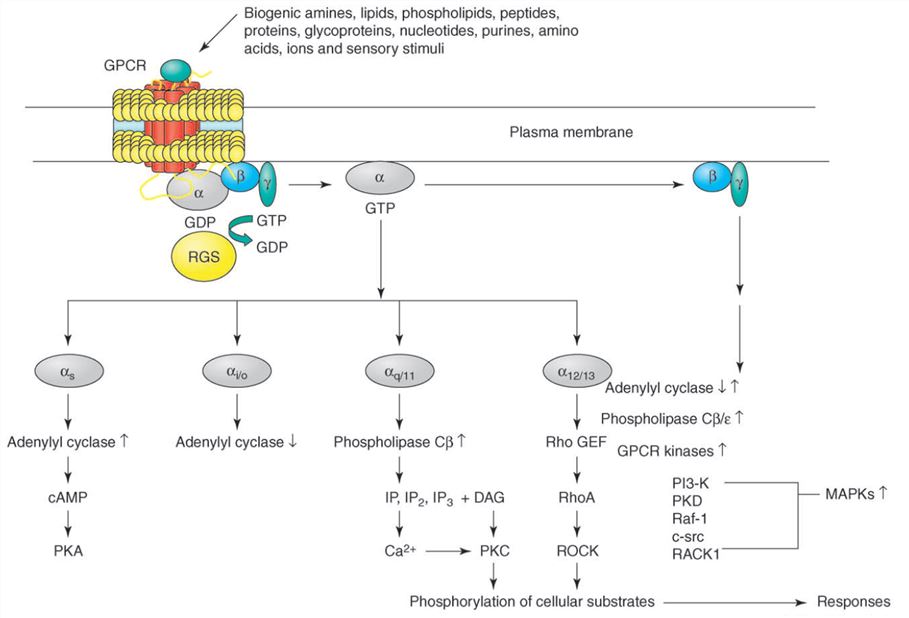 Fig. 1 Signaling pathways of GPCR. (Thomsen, John & David, 2005)