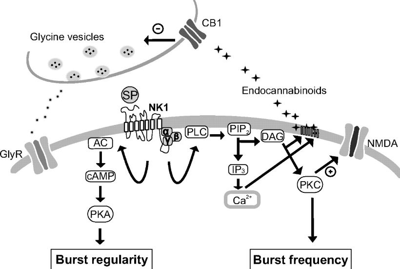 Fig. 1 Intracellular signaling pathways following NK1 activation through substance P. (Thörn Pérez, et al., 2009)
