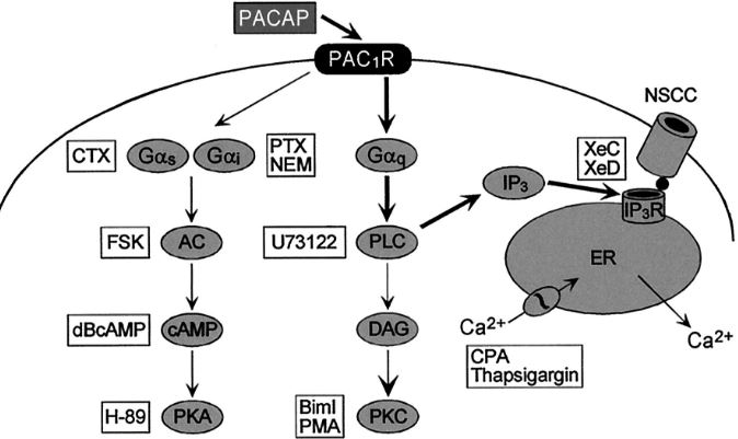 Fig. 1 PAC1R mediated signaling pathway. (Beaudet, et al., 2000)