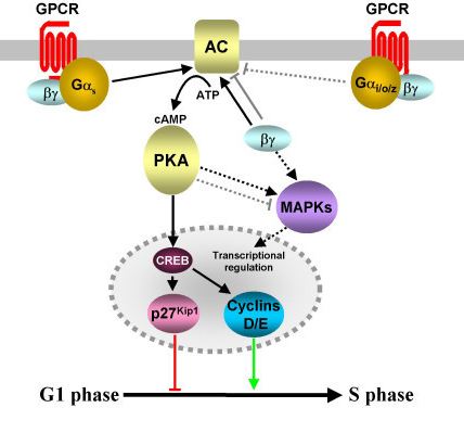 Fig. 1 Modulation of intracellular cAMP levels by GPCR-coupled mechanisms. (New & Yung, 2007)