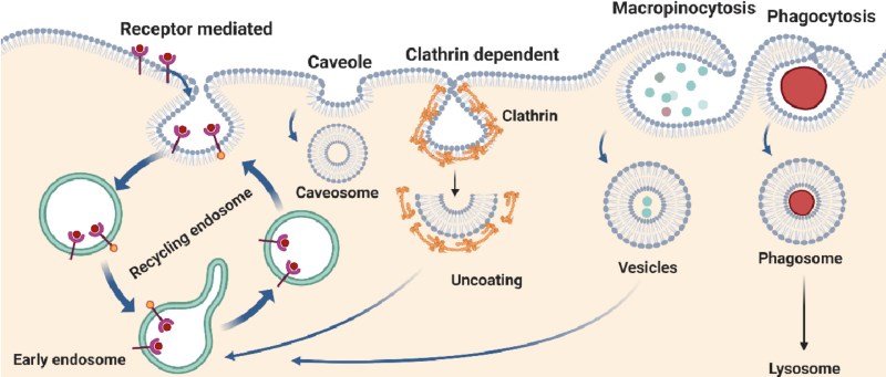 Fig.1 Various endocytosis pathways. (Pathak, et al., 2023)