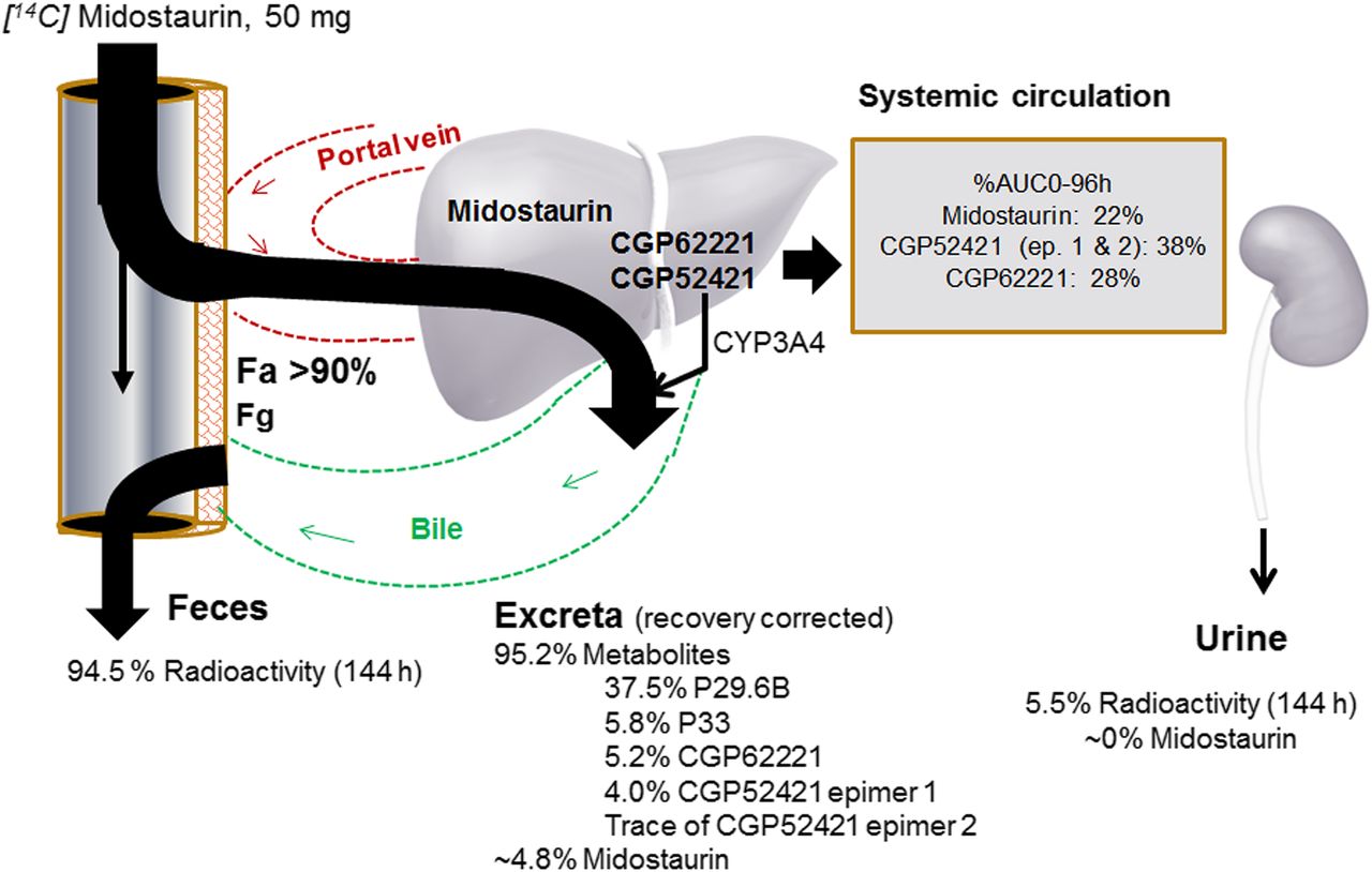 Mass Balance Studies Creative Biolabs