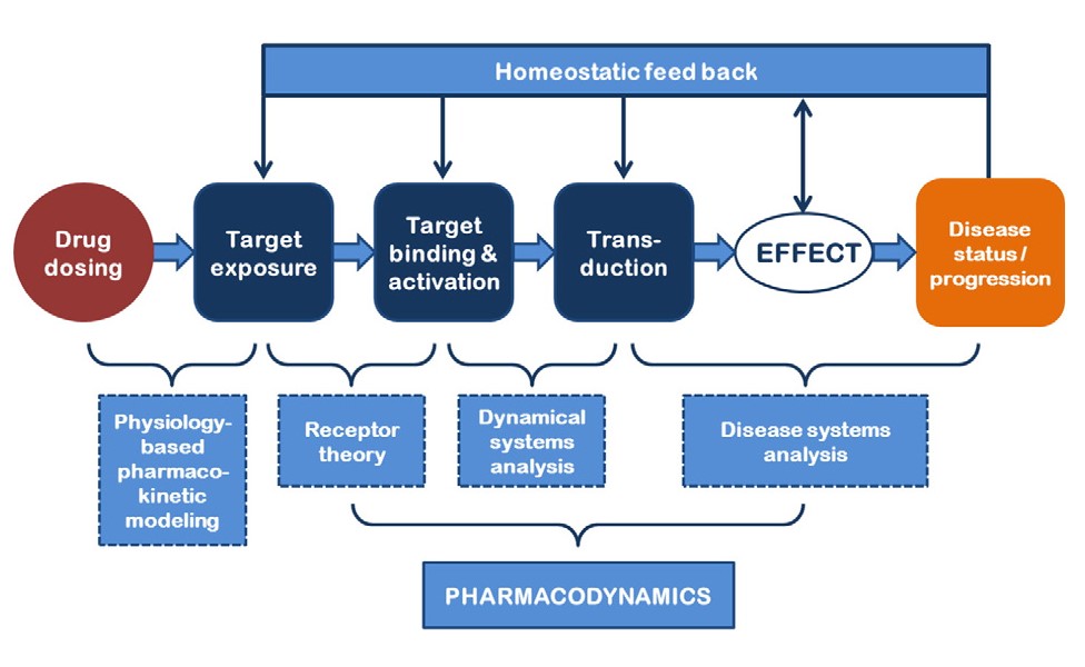 Schematic representation of physiology-based pharmacodynamic modeling. 