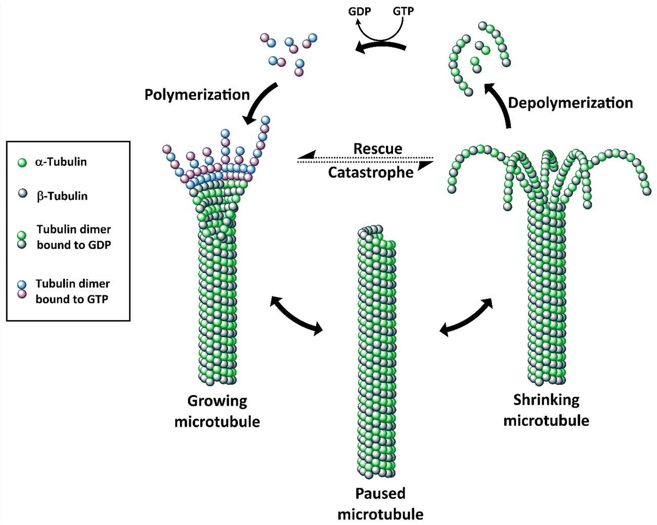 The structure, polymerization and depolymerization of microtubules.