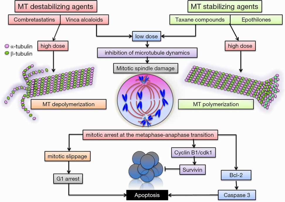 Schematic depicting proposed mechanism of action of the different classes of microtubule targeting agents. 