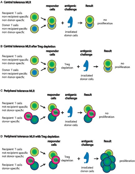 Fig.1 MLR assay with centrally or peripherally tolerant lymphocyte populations in IUHCT graft recipients.
