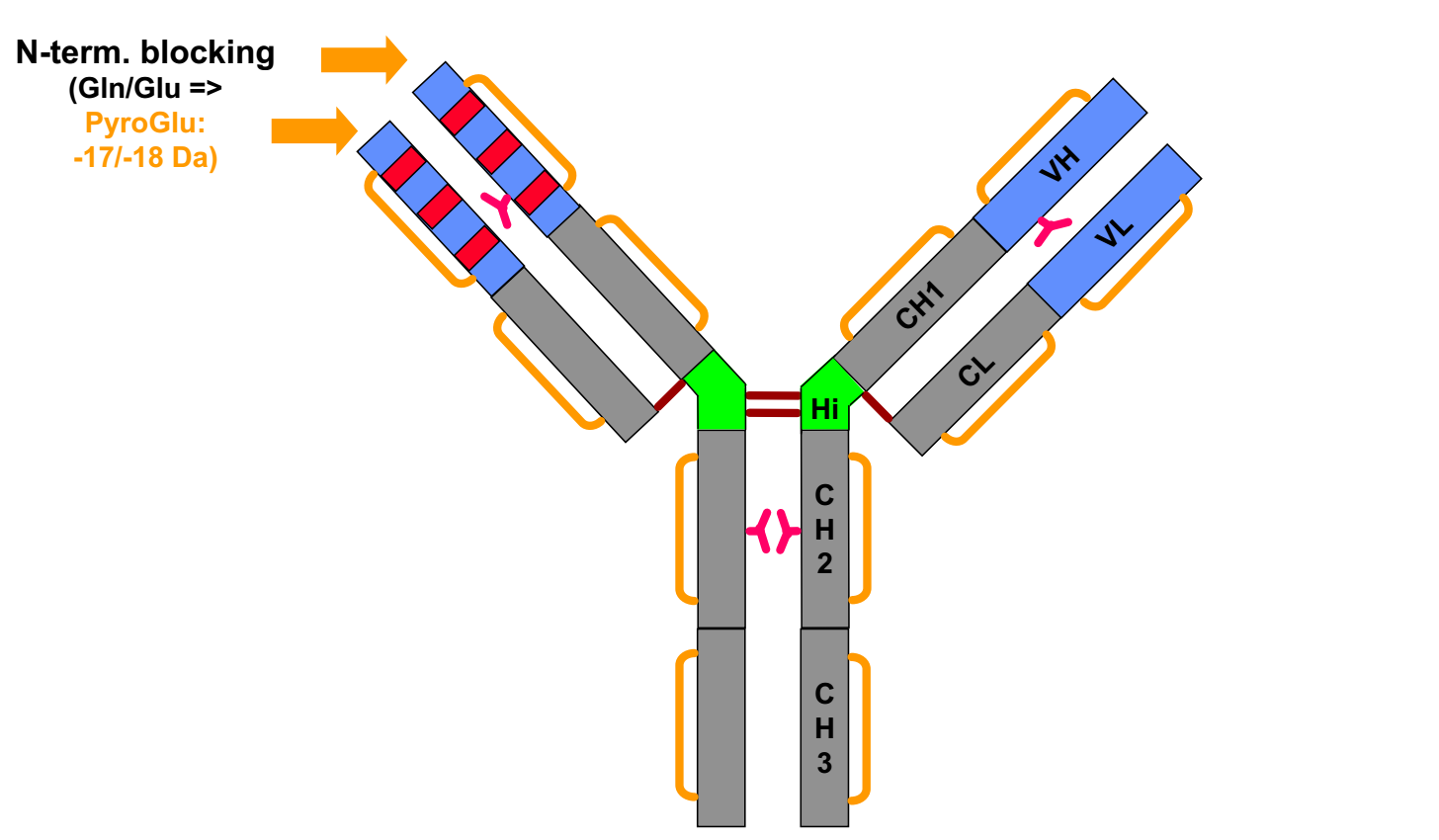 N-terminal Cyclization of IgG antibodies.