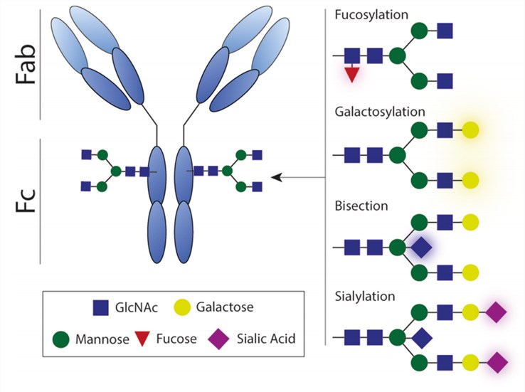 Fig.1 Antibody glycosylation. (Van Erp, et al., 2019)