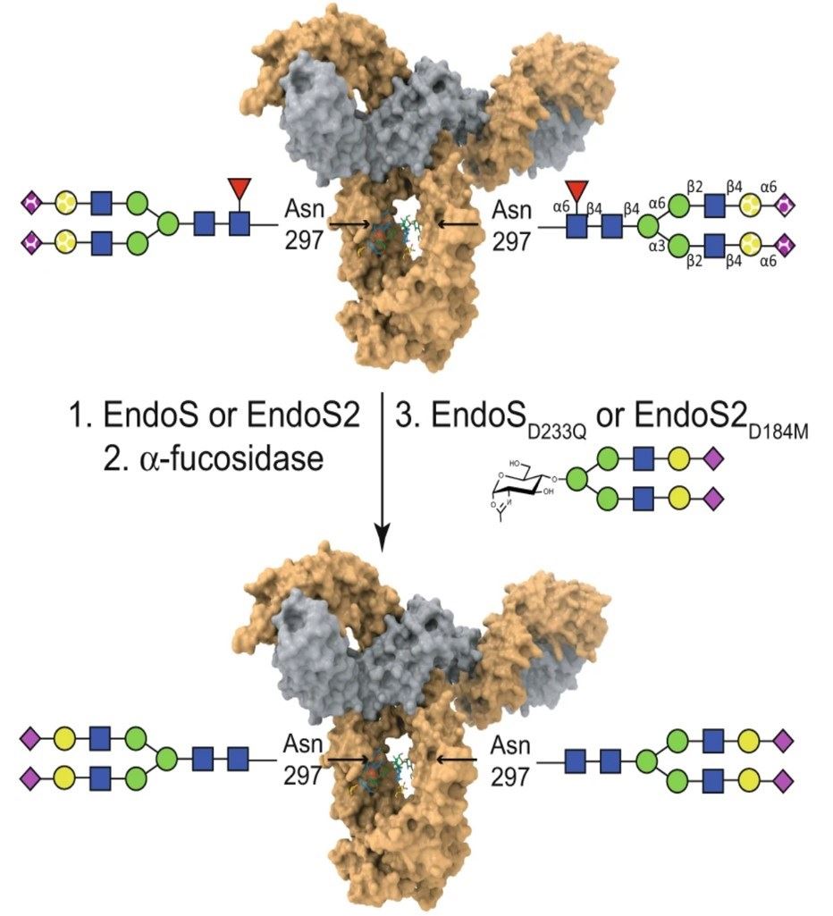 Fig.2 EndoS- and EndoS2-based N-glycan remodeling on therapeutic IgG antibodies by a chemoenzymatic method. (Trastoy, et al., 2023)