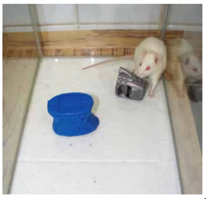 Fig.1 The NOR task. (Coronassamano et al. 2016)