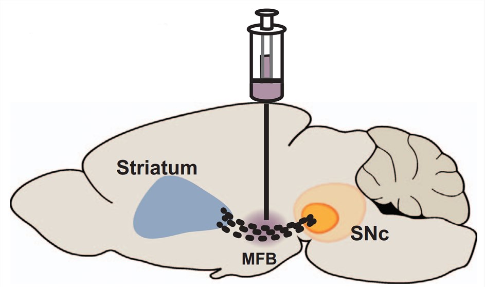 6 Ohda Unilateral Lesion Rat Model Of Parkinson S Disease Creative Biolabs