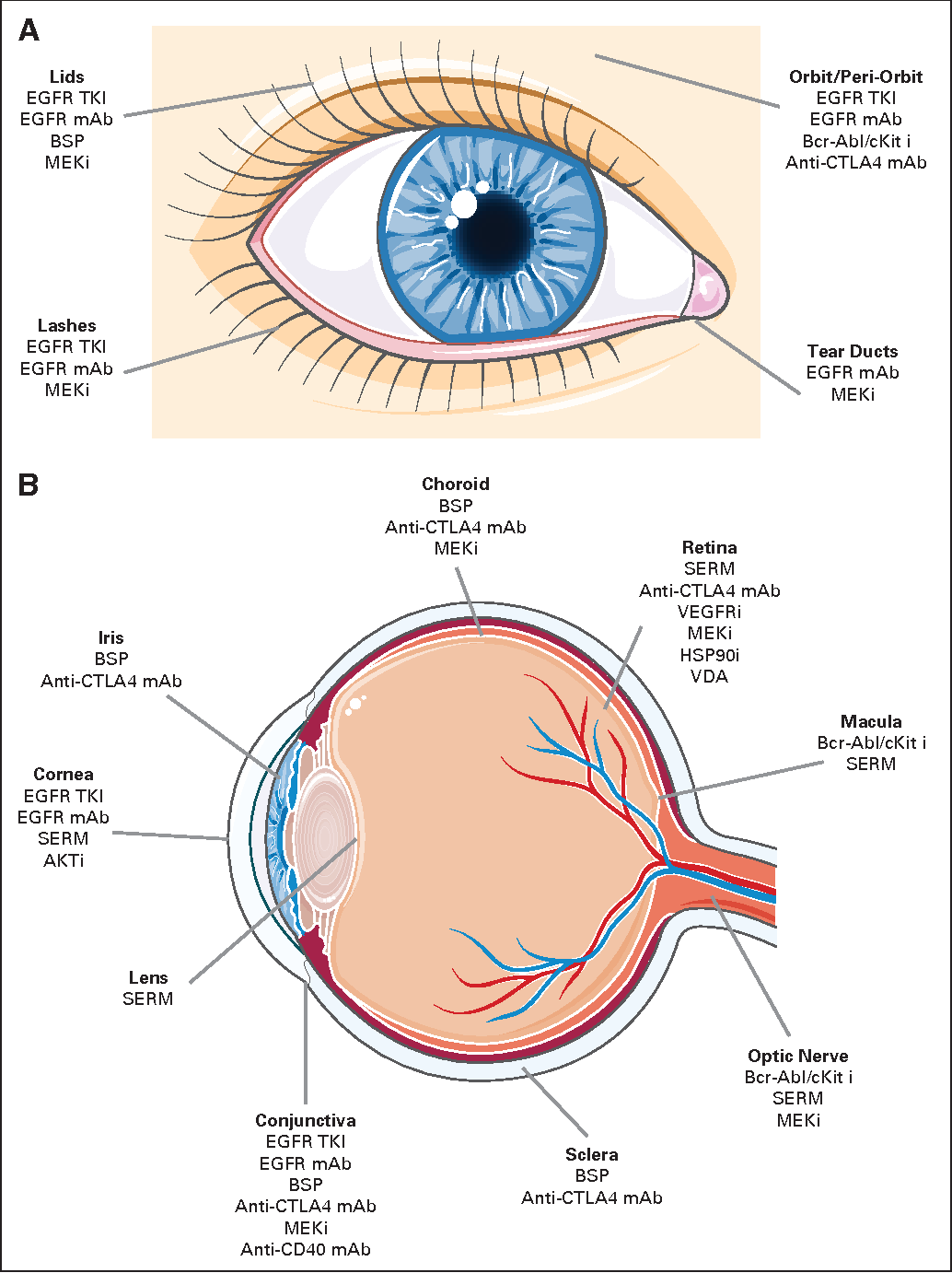 Ocular Toxicity
