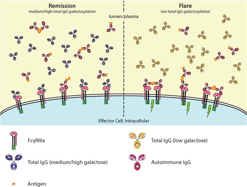 Fig.1 Galactosylation of IgG affects FcγRIIIa activation in autoimmunity. (Dekkers, Theo & Gestur, 2018)