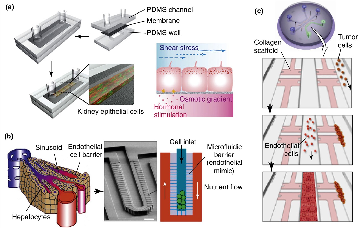 Microengineered organs-on-chips.