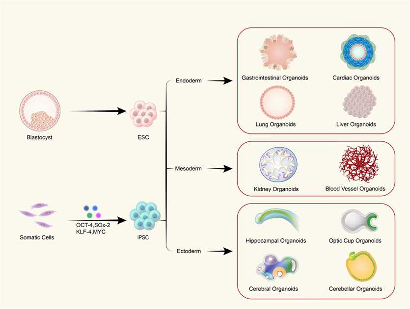 Schematic depiction of different approaches for organoid generation.(Xiao-Yan Tang, Shanshan Wu, Da Wang, Chu Chu, Yuan Hong, Mengdan Tao, Hao Hu, Min Xu, Xing Guo & Yan Liu, <a href=