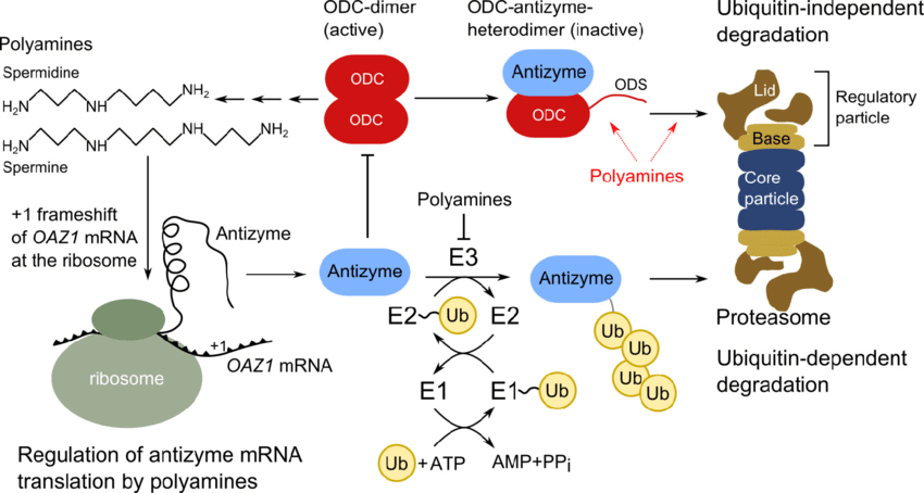 Regulation of ornithine decarboxylase activity by polyamines in yeast. 