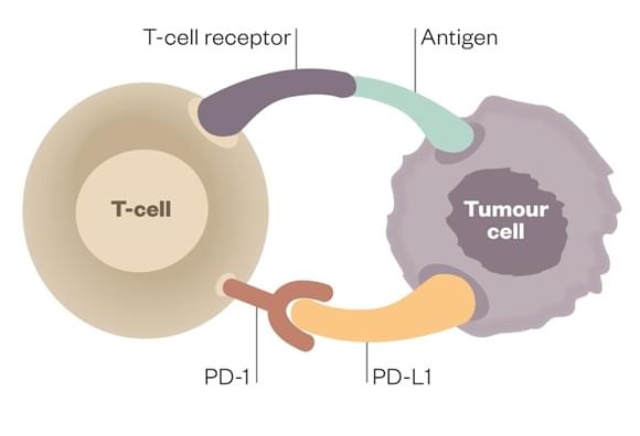 PD-1/PD-L1 immune escape