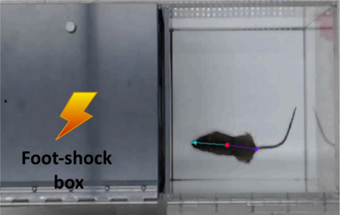 Fig.1 Passive avoidance test. (Coronassamano et al. 2016)