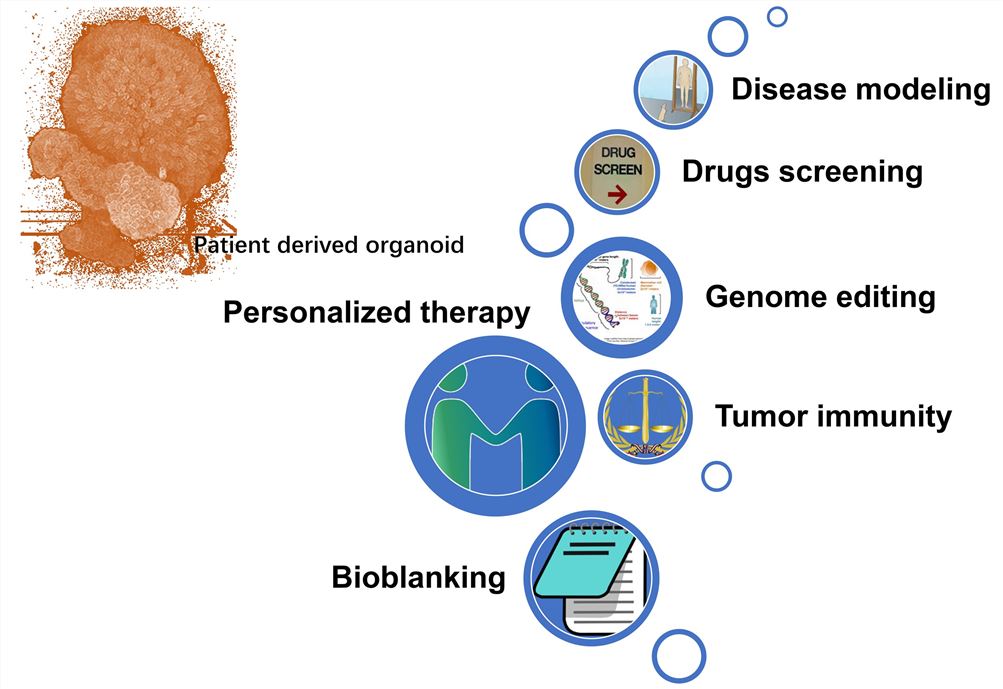 Applications of patient-derived organoids (PDOs). 
