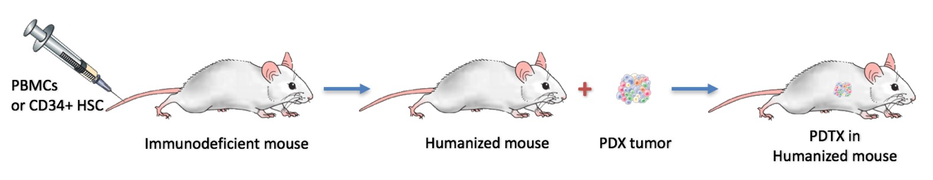 Patient-Derived Tumor Xenografts in Humanized Mouse Models