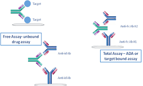 PK assay formats for quantification of uncomplexed and total biotherapeutics.