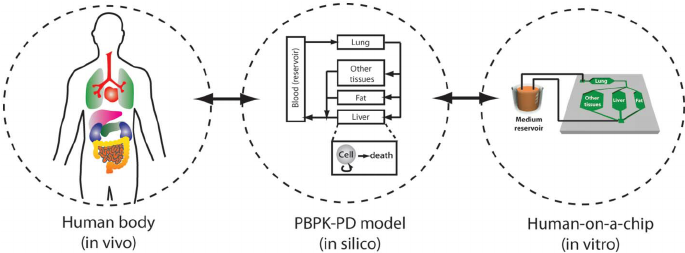 Concept of physiologically-based pharmacokinetic (PBPK) model as a mathematical representation of the human body, and human-on-a-chip as a physical replication of a PBPK model. 
