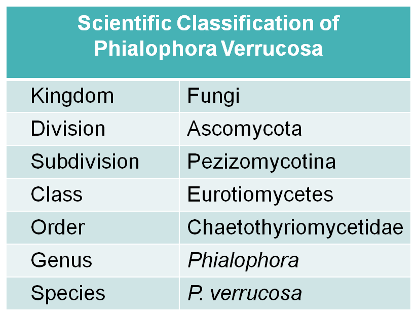 Scientific classification of Phialophora Verrucosa.