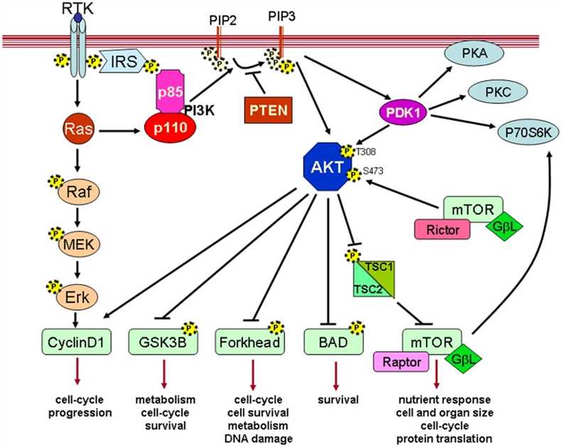 Model of PI3K/AKT pathway.