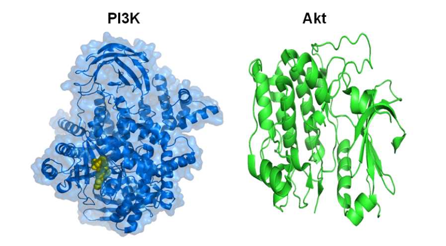 Structure of PI3K and Akt.