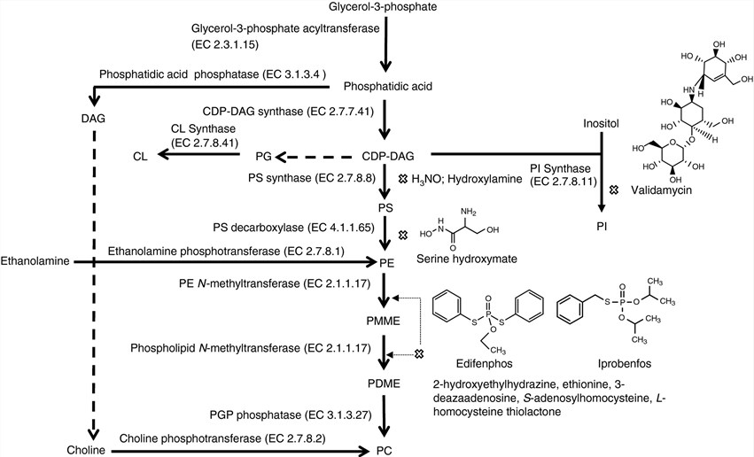Enzymes and respective inhibitors for phospholipid biosynthesis.