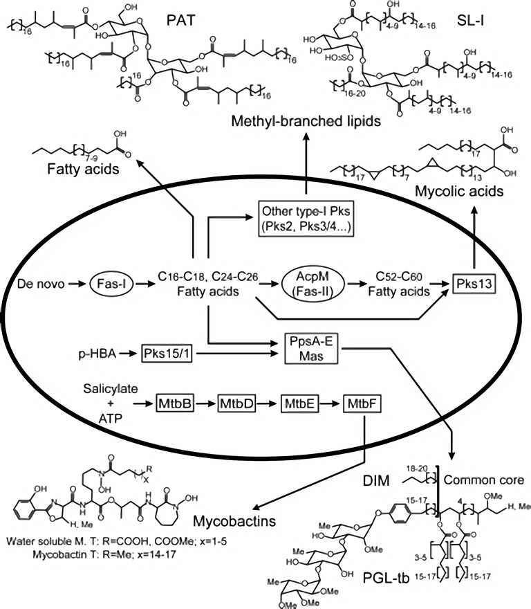 Schematic diagram of the role played by AcpS and PptT in the fatty acid, mycolic acid, methyl-branched-containing lipid, and siderophore biosynthesis pathways in M. tuberculosis.