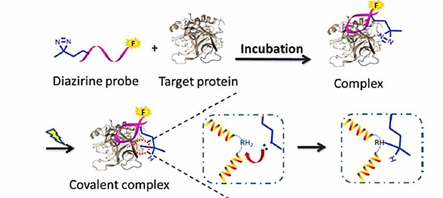 Photo-initiated efficient covalent coupling of diazirine modified aptamer probe with its target protein.